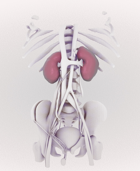 Kidneys in situ